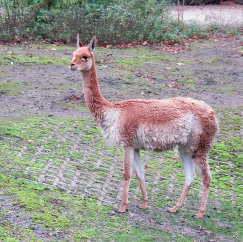 

Aufnameort: Zoo Frankfurt, 01.11.2014
Kamera: Canon Power Shot SX700, 1/40; 4,0; 13,0mm; ISO 200