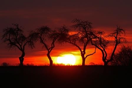 sonnenaufgang-mit-apfelbaumen-12742.jpeg