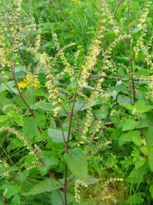 salbei-gamander-teucrium-scorodonia-l-12750.jpeg