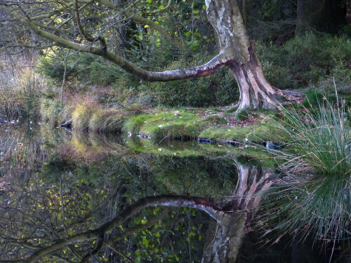 spiegelung-im-fichtelsee-12831.jpeg