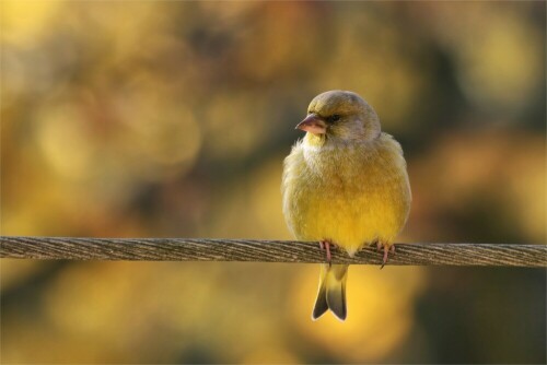 goldfink-grunfink-im-herbstlichen-licht-12767.jpeg