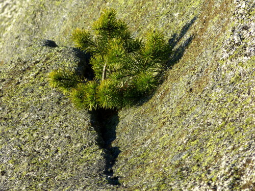 

Aufnameort: Fichtelgebirge Nußhardtfelsen
Kamera: Panasonic Lumix FZ150