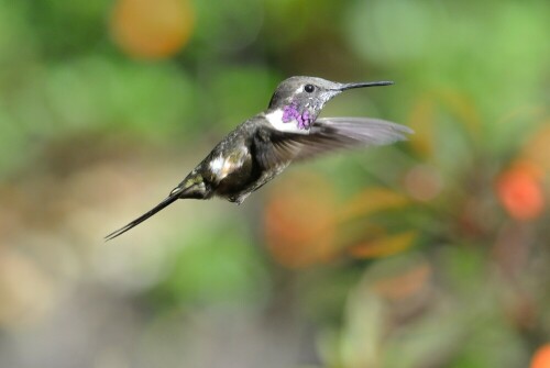 Kolibri im Flug

Aufnameort: Tandayapa, ca. 50km nordwestlich von Quito; Ecuador
Kamera: Nikon J1