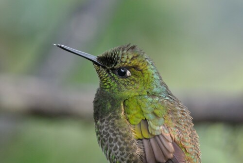 Kolibri

Aufnameort: Tandayapa; Ecuador
Kamera: Nikon J1