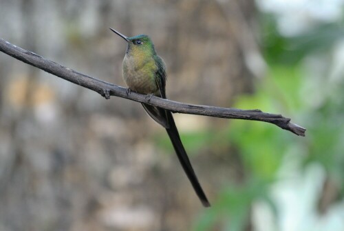 

Aufnameort: Ecuador
Kamera: Nikon J1