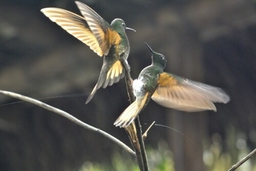 

Aufnameort: Ecuador
Kamera: Nikon J1