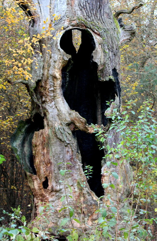 Bis vor 5 Jahren war die 700 - 800 Jahre alte Förstereiche in Marburg noch vital, wenn auch mit vielen Totholz - Anteilen. In ihrem hohlen Stamm konnte man sitzen und aus dem Baum herausschauen. Dann hatten zwei Teenager die Idee, den Baum als Feuerstelle zu nutzen...

Aufnameort: Marburg Nähe Sonnenblick 08.11.2014
Kamera: Canon EOS 600D, 1/80; 5,6; 55,0mm; ISO 400