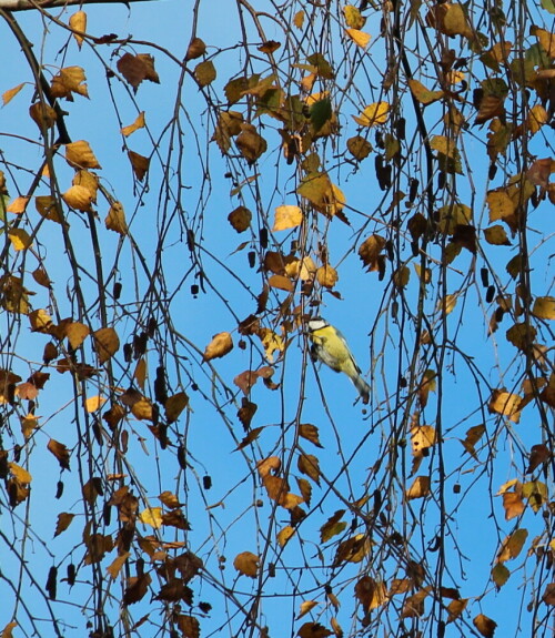 Ihr gelber Bauch leuchtet in der Sonne mit den Birkenblättern um die Wette.

Aufnameort: Marburg Nähe Sonnenblick 08.11.2014
Kamera: Canon EOS 600D, 1/400; 7,1; 250,0mm; ISO 100