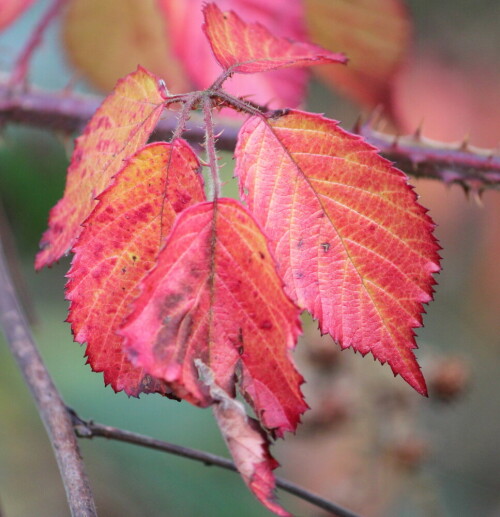 

Aufnameort: Marburg Nähe Sonnenblick 08.11.2014
Kamera: Canon EOS 600D, 1/250; 5,6; 200,0mm; ISO 800