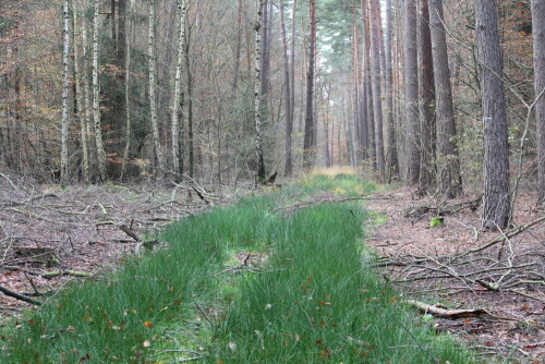 Durch Bodenverdichtung auf den Waldwirtschaftswegen kann dort das Regenwasser nur ser langsam versickern, der Boden bleibt feucht, so dass sich in den Radspuren Flatterbinsen und andere feuchtigkeitsliebende Pflanzen ansiedeln.

Aufnameort: Marburg Nähe Sonnenblick 08.11.2014
Kamera: Canon EOS 600D, 1/80; 5,6; 55,0mm; ISO 500