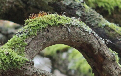 

Aufnameort: Marburg Nähe Sonnenblick 08.11.2014
Kamera: Canon EOS 600D, 1/320; 6,3; 250,0mm; ISO 2500