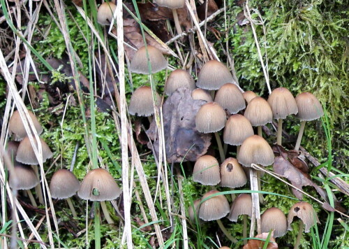 An typischer Stelle neben einem Baumstrunk, einen Ring um den Baumstrunk bildend, welchen ich auch in natur.de eingestellt habe.

Aufnameort: Marburg Nähe Sonnenblick 08.11.2014
Kamera: Canon EOS 600D, 1/125; 5,6; 74,0mm; ISO 500