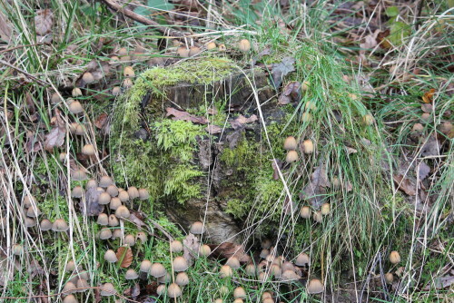 Hexenring um einen Baumstrunk

Aufnameort: Marburg Nähe Sonnenblick 08.11.2014
Kamera: Canon EOS 600D, 1/125; 5,6; 74,0mm; ISO 500