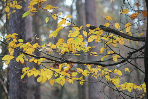 

Aufnameort: Marburg Nähe Sonnenblick 08.11.2014
Kamera: Canon EOS 600D, 1/250; 5,6; 179,0mm; ISO 1000