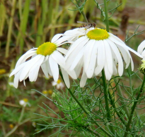 Schwebfliegen kann man bis in den Winter hinein beobachten, und wie Sonja Haase dokumentiert hat, sind sie im Februar auch schon wieder aktiv.

Aufnameort: Aufgelassene Kiesgrube in Niederweimar bei Marburg, 09.11.2014
Kamera: Canon Power Shot SX700, 1/250; 4,0; 10,2mm; ISO 200