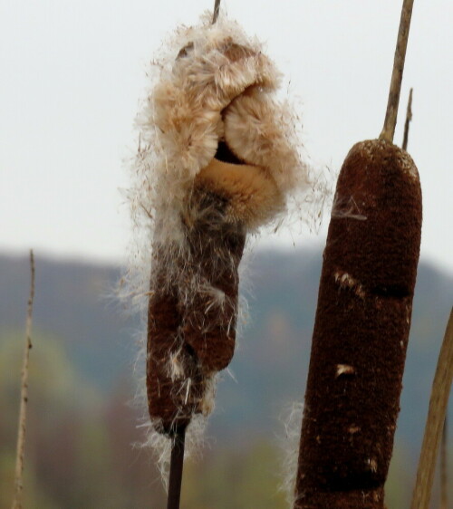 rohrkolben-typha-latifolia-entlasst-die-samen-12887.jpeg