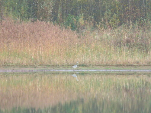 

Aufnameort: Aufgelassene Kiesgrube in Niederweimar bei Marburg, 09.11.2014
Kamera: Canon Power Shot SX700, 1/250; 6,9; 135,0mm; ISO 800