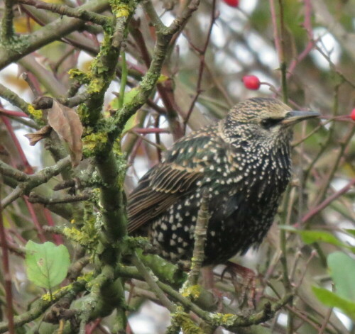 star-sturnus-vulgaris-im-winterkleid-12877.jpeg