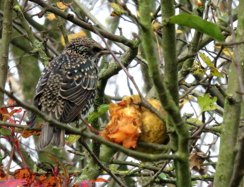 star-sturnus-vulgaris-im-winterkleid-12878.jpeg