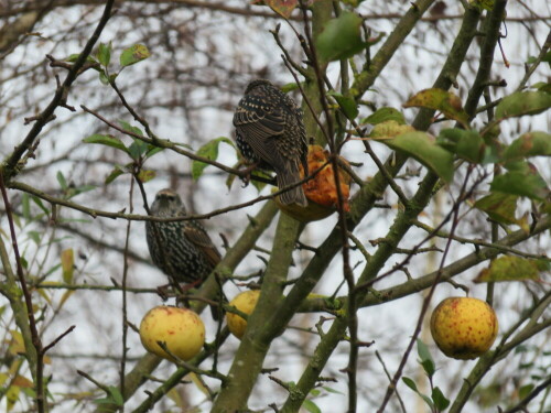 

Aufnameort: Aufgelassene Kiesgrube in Niederweimar bei Marburg, 09.11.2014
Kamera: Canon Power Shot SX700, 1/160; 5,6; 97,2mm; ISO 200