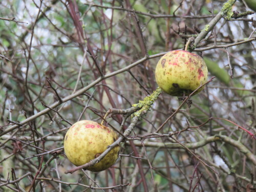 

Aufnameort: Aufgelassene Kiesgrube in Niederweimar bei Marburg, 09.11.2014
Kamera: Canon Power Shot SX700, 1/80; 5,6; 37,0mm; ISO 400