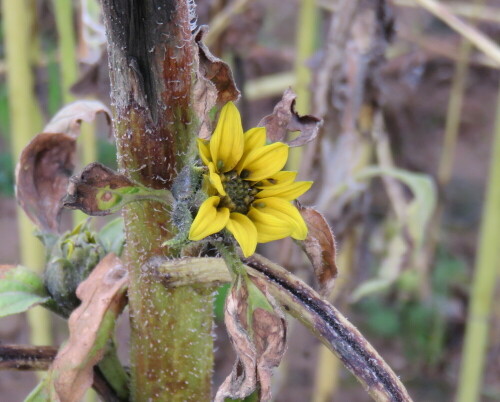 Dieser Sonnenblumenblüte ist kein langes Leben beschert

Aufnameort: Aufgelassene Kiesgrube in Niederweimar bei Marburg, 09.11.2014
Kamera: Canon Power Shot SX700, 1/80; 4,0; 10,2mm; ISO 125