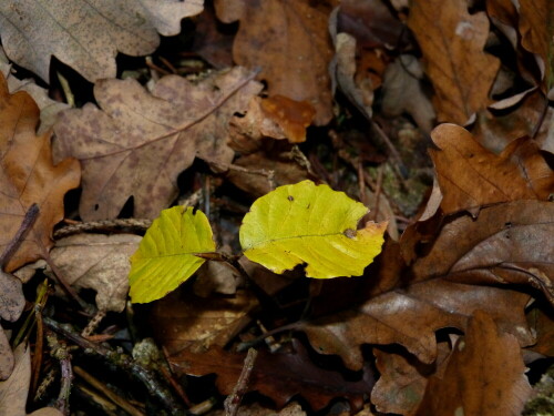 

Aufnameort: Triesdorf Waldbereich Tiergarten
Kamera: Panasonic Lumix FZ150