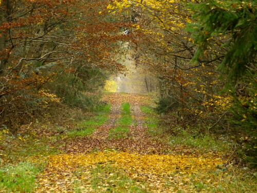 herbstwaldweg-12915.jpeg