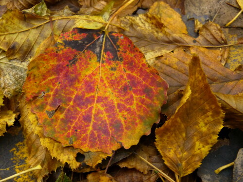 

Aufnameort: Triesdorf Waldbereich Tiergarten
Kamera: Panasonic Lumix FZ150