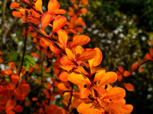 berberitze-im-herbstkleid-13025.jpeg