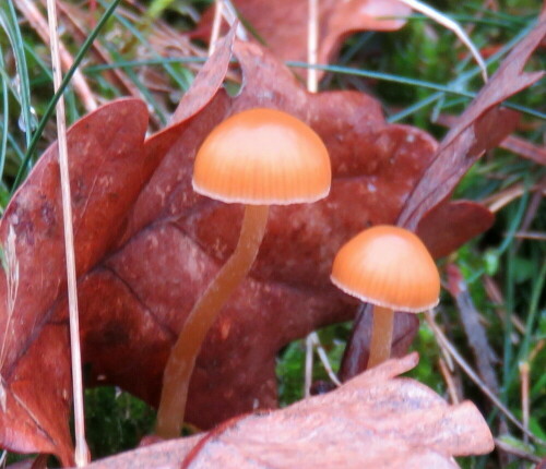 Auf einer Novemberwiese, Hutdurchmesser ca. 2cm; Saftlinge sind geschützt, weil sehr selten.

Aufnameort: Dautphe, Streuobstroute, 22.11.2014
Kamera: Canon Power Shot SX700, 1/40; 4,0; 10,2mm; ISO 160