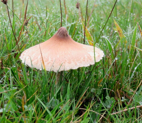 zitzenschirmling-macrolepiota-mastoidea-13013.jpeg