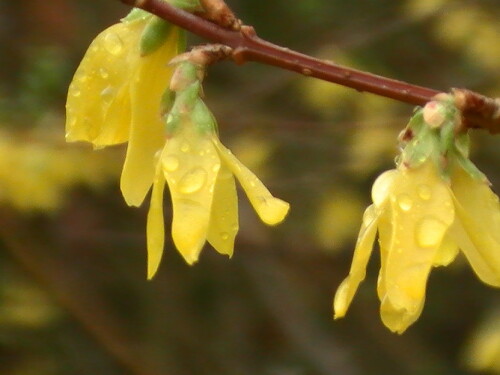 Forsythien werden oft als Zierstrauch angepflanzt. Forsythien gehören zu den Ölbaumgewächsen(Oleaceae).
http://de.wikipedia.org/wiki/Forsythie

Aufnameort: Eiershausen Garten
Kamera: Digitaler Full-HD-Camcorder mit Touchscreen Medion Life