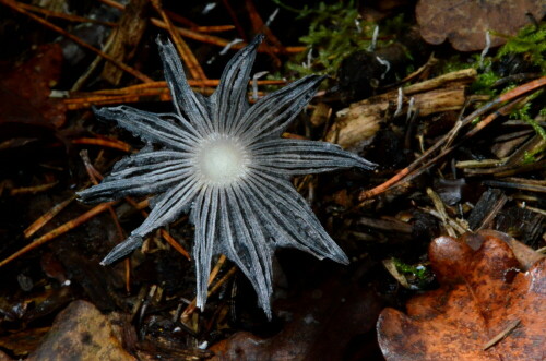 

Aufnameort: Triesdorf Waldbereich Tiergarten
Kamera: Nikon D7000