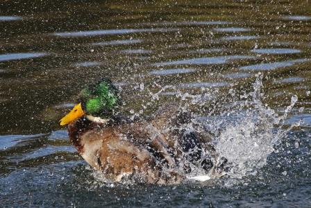 stockente-badet-13018.jpeg