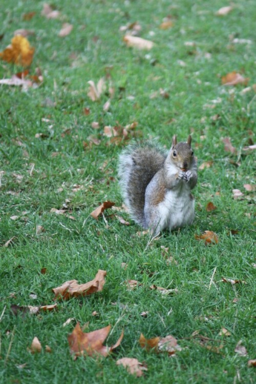 Grauhörnchen im Herbst

Aufnameort: London
