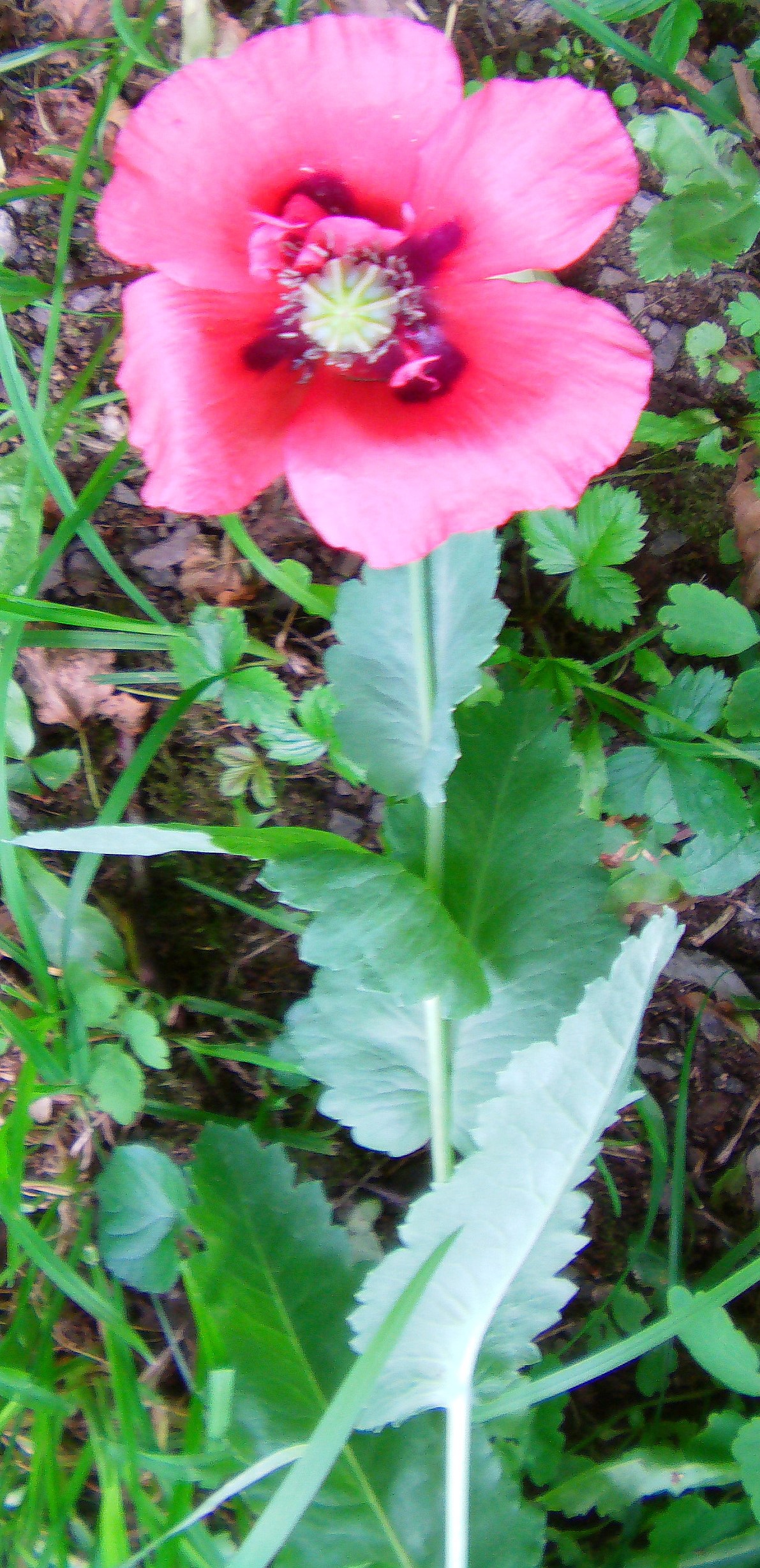 Schlafmohn sondert einen Milchsaft ab, der getrocknet als Opium genannt wird. Sein Name bedeutet soviel wie "Schlaf bringend."
In der Antike wurde er als Schlafmittel für Kinder genutzt.
https://de.wikipedia.org/wiki/Schlafmohn

Aufnameort: Eiershausen Garten
Kamera: Medion Digitaler Full-HD-Camcorder mit Touchscreen