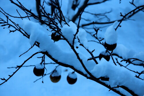 Wie dicke Raupen legt sich der Schnee auf die Zweige des Apfelbaumes

Aufnameort: Marburg, An der Zahlbach, Vorgarten 28.12.2014
Kamera: Canon EOS 600D, 1/200; 5,6; 131,0mm; ISO 125