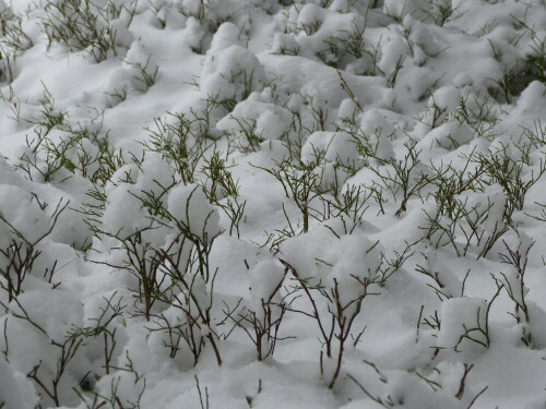 schwarzbeerstraucher-im-schnee-13361.jpeg