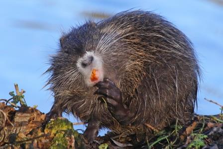nutria-denkt-nach-13324.jpeg