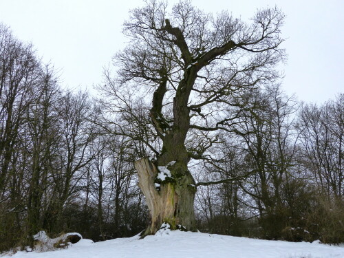 napoleonseiche-bei-triesdorf-im-winter-13357.jpeg