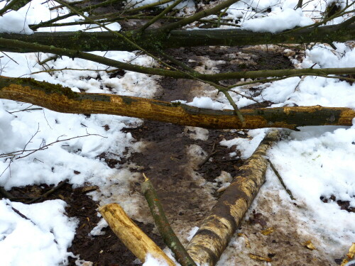 

Aufnameort: Kleinbreitenbronn Waldbereich Sumpf
Kamera: Panasonic Lumix FZ150