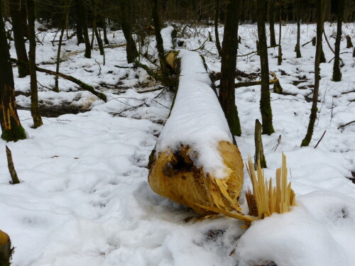 

Aufnameort: Kleinbreitenbronn Waldbereich Sumpf
Kamera: Panasonic Lumix FZ150