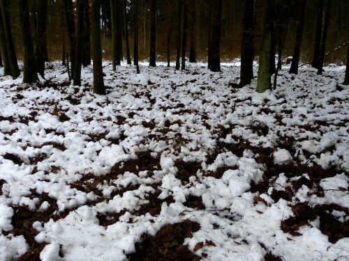 wildschwein-eicheln-futterplatz-im-winter-13380.jpeg