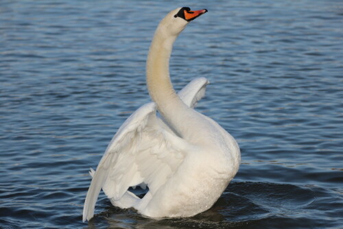 Schwan

Aufnameort: Wöhrdersee Nürnberg
Kamera: Canon EOS 600 D