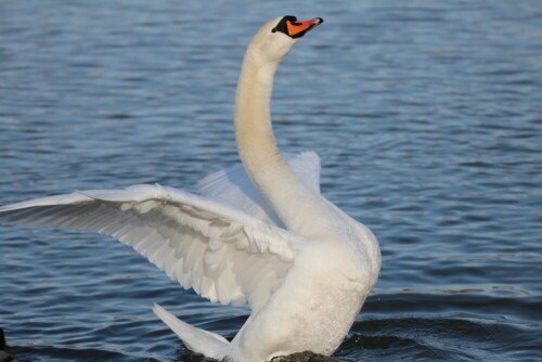 Schwan

Aufnameort: Wöhrder See
Kamera: Canon EOS 600 D