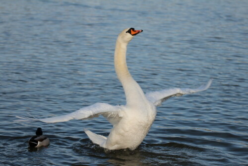 Schwan

Aufnameort: Nürnberg
Kamera: Canon EOS 600 D