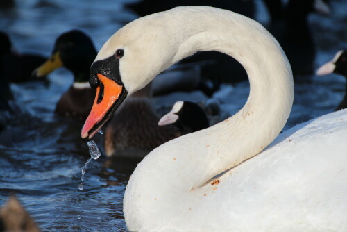 Schwan am Wöhrder See

Aufnameort: Nürnberg
Kamera: Canon EOS 600 D