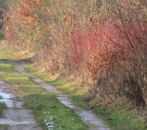 Grauer Lehm, grünes Gras und Moos, roter Hartriegel, braunes Buchenlaub bilden die Farbpalette der schneelosen Winter

Aufnameort: Aufgelassene Kiesgrube in Niederweimar bei Marburg, 07.01.2015
Kamera: Canon EOS 600D, 1/400; 5,6; 240,0mm; ISO 640