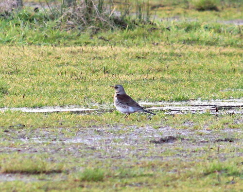 wachholderdrossel-turdus-pilaris-13373.jpeg